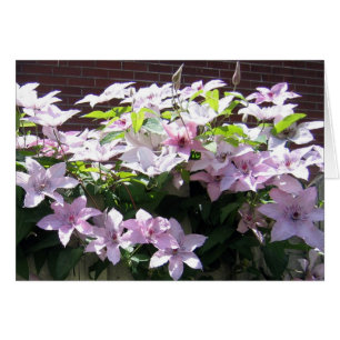 Clematis-Rebe