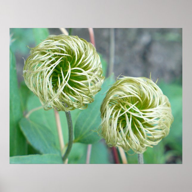 Clematis Seed Head Poster (Vorne)