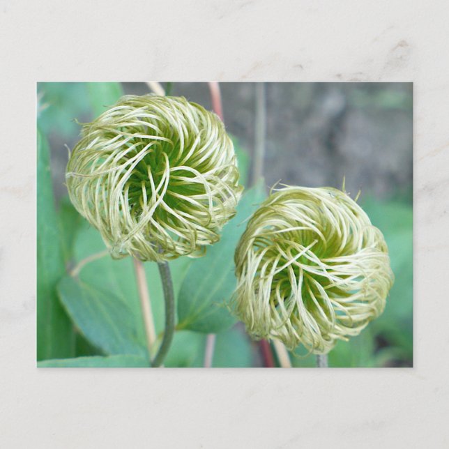 Clematis Seed Head Postkarte (Vorderseite)