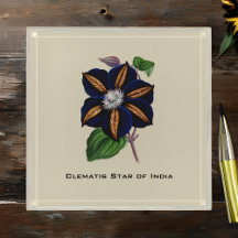 Clematis Star of India Botanische Illustration