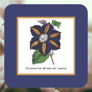 Clematis Star of India Botanische Illustration Rechteckiger Pappuntersetzer
