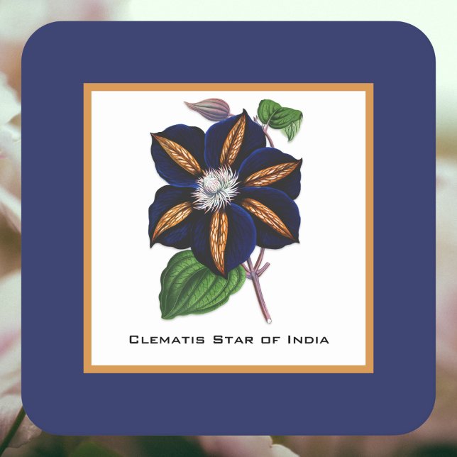 Clematis Star of India Botanische Illustration Rechteckiger Pappuntersetzer (Von Creator hochgeladen)