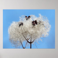 Clematis vitalba - Alter Mann-Bart