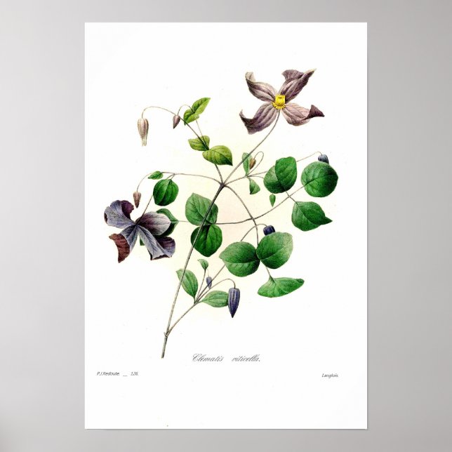 Clematis viticella poster (Vorne)