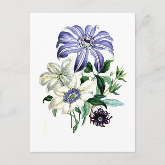 Clematis von Jane Loudon Postkarte (Vorderseite)