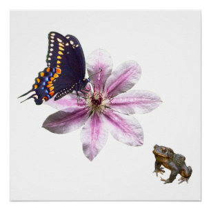 Clematischer Blume und Schmetterling aus schwarzem Poster