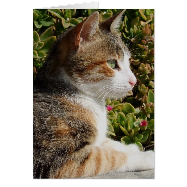 Cleo Cat Card (Vorne)