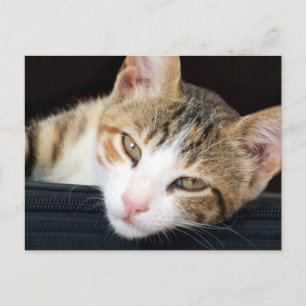 Cleo Cat Postcard Postkarte