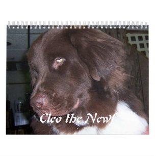 Cleo der Neufundland-Hund Kalender
