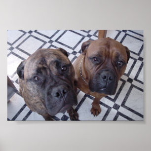 Cleo und Luna Poster