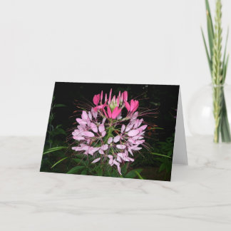 Cleome Karte