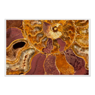 Cleoniceras Ammonite Fossil Wall Art Nature Print Poster