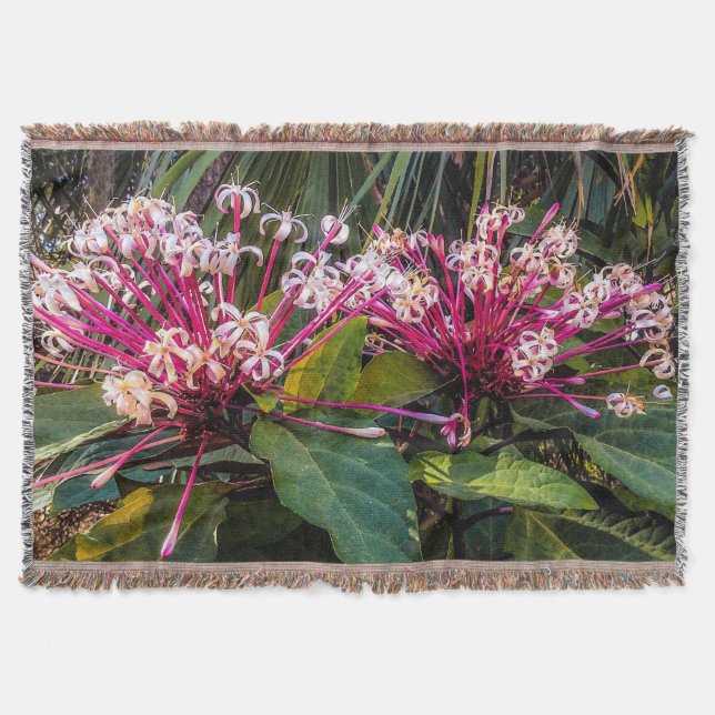 Clerodendrum Sternexplosion Blume Throw Blanket Decke (Vorderseite)