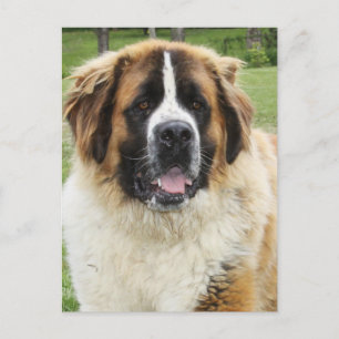 Cletus - Saint Bernard Postkarte