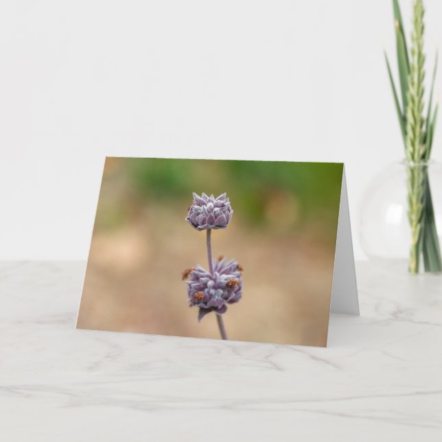 Cleveland Sage Karte (Vorderseite)