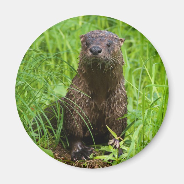 Clever River Otter Magnet (Vorne)