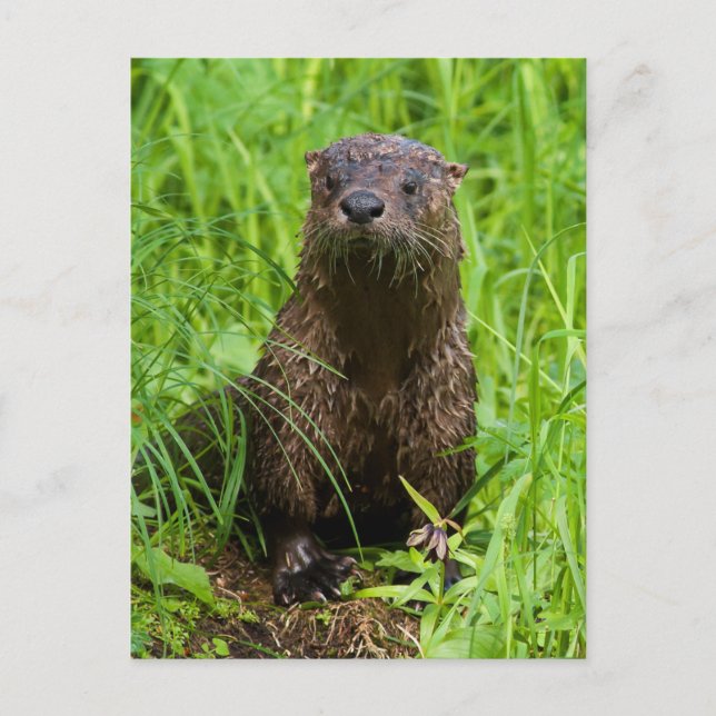 Clever River Otter Postkarte (Vorderseite)
