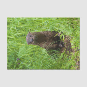 Clever River Otter Seidenpapier