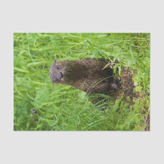 Clever River Otter Seidenpapier (Vorderseite)