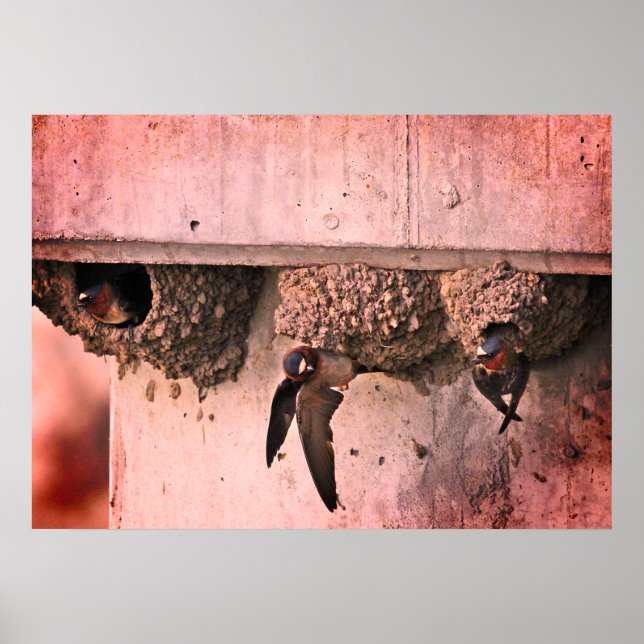 Cliff Swallows Poster (Vorne)