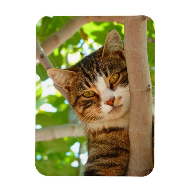 Climber-Katze Magnet (Vertikal)