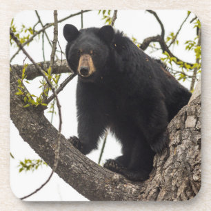 Climbing Black Bear Getränkeuntersetzer