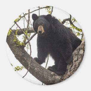 Climbing Black Bear Magnet