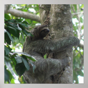 Climbing Sloth Poster