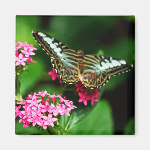 Clipper auf Pentas 1 Magnet