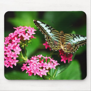 Clipper auf Pentas 1 Mousepad