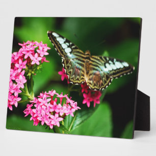 Clipper auf Pentas 1 Plaque Fotoplatte