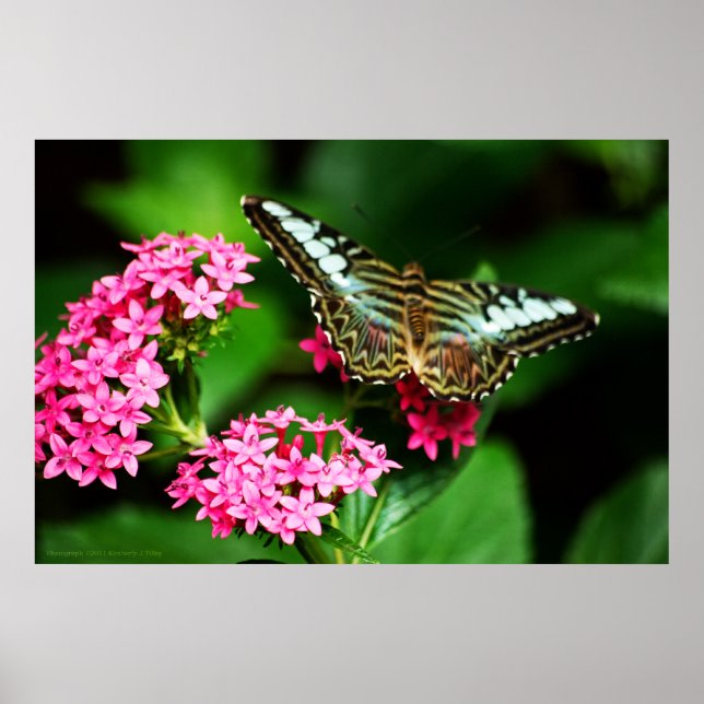 Clipper auf Pentas 1 Print Poster (Vorne)