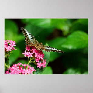 Clipper auf Pentas 2 Print Poster