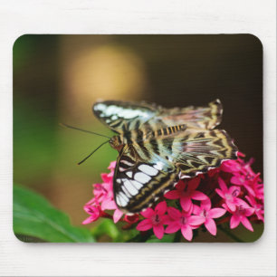 Clipper auf Pentas 3 Mousepad