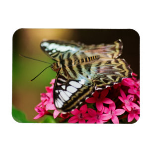 Clipper auf Pentas 3 Premium Magnet