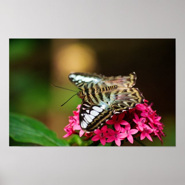 Clipper auf Pentas 3 Print Poster (Vorne)