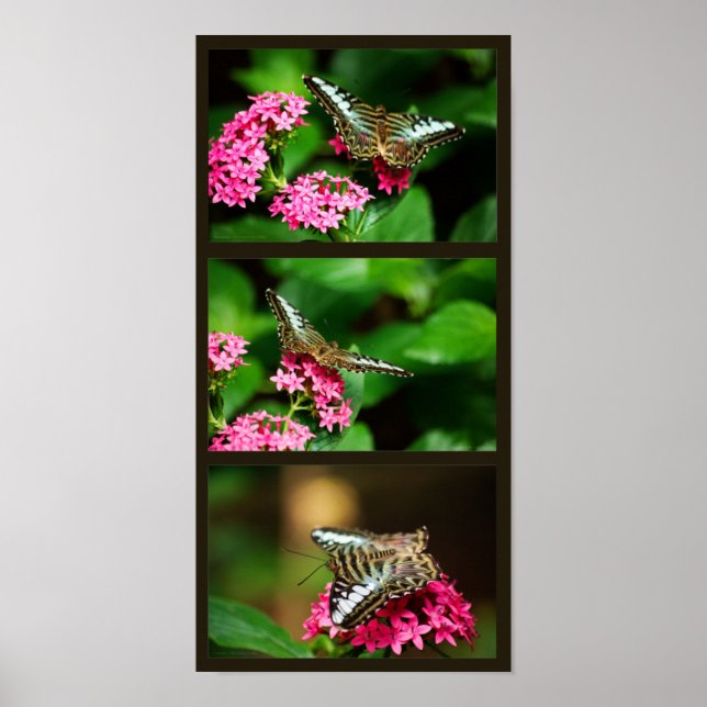 Clipper on Pentas (Portrait) Print Poster (Vorne)