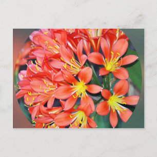 Clivia in voller Blüte Postkarte
