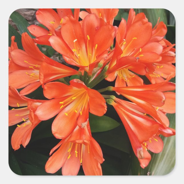 Clivia Miniata - Die Orange Schöne Blume Quadratischer Aufkleber (Vorderseite)