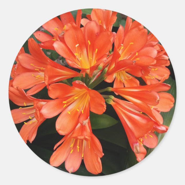 Clivia Miniata - Die Orange Schöne Blume Runder Aufkleber (Vorderseite)