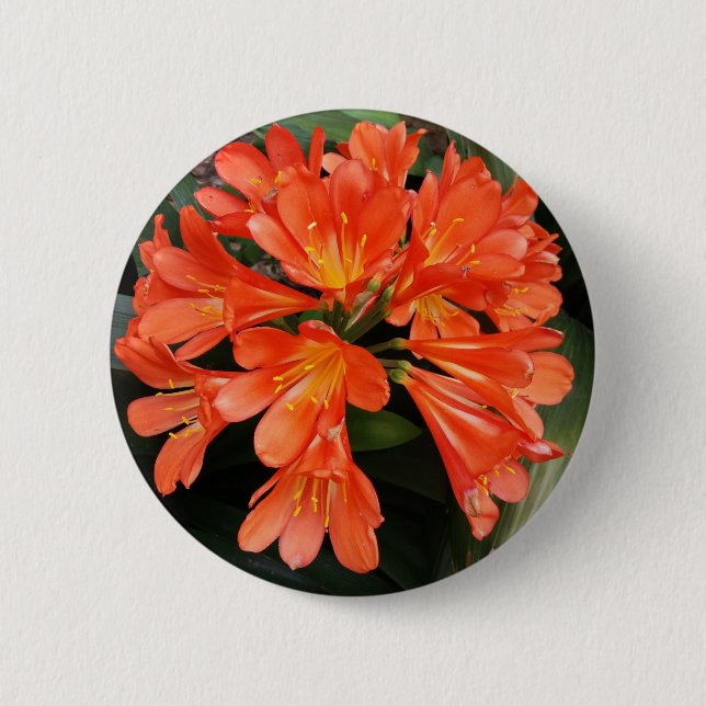 Clivia Miniata - Die wunderschöne Blume Button (Vorderseite)