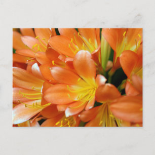Clivia Miniata Postkarte