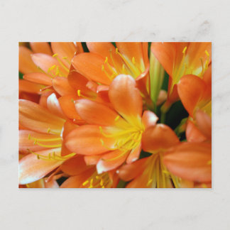 Clivia Miniata Postkarte