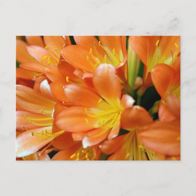 Clivia Miniata Postkarte (Vorderseite)