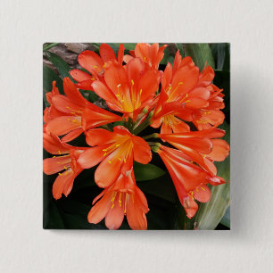Clivia Miniata - The Orange Beautiful Flower Button
