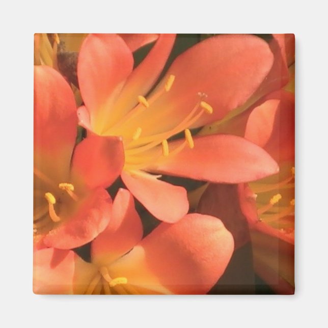 Clivias Pflanze Magnet (Vorne)