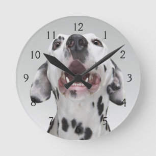 Close up of a Dalmatian dog Runde Wanduhr
