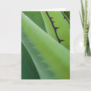 Close Up Of Agave Karte