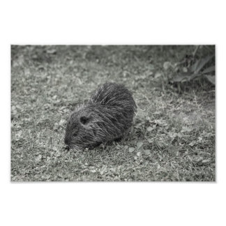 Close-up of baby nutria (Myocastor coypus) on fiel Fotodruck