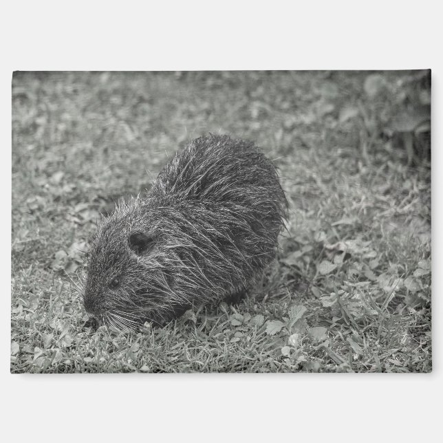 Close-up of baby nutria (Myocastor coypus) on fiel Magnet (Vorderseite)